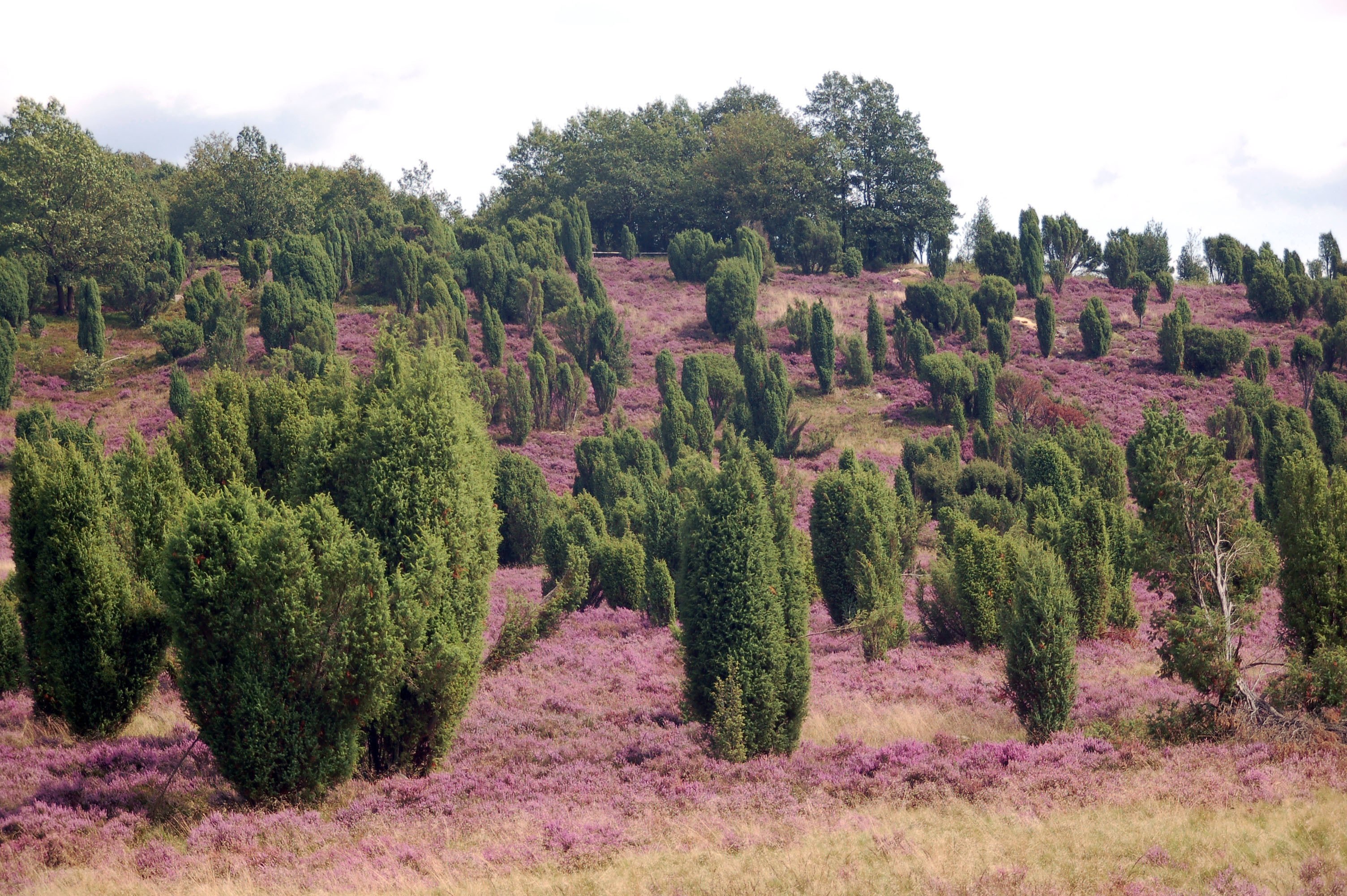 Hillside with purple heather and shrubs