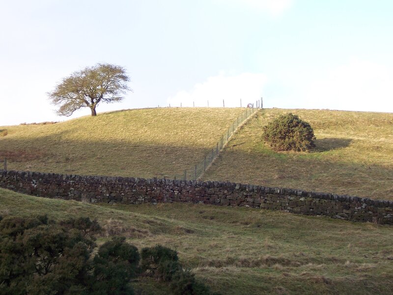 Hillside with stone wall and tree