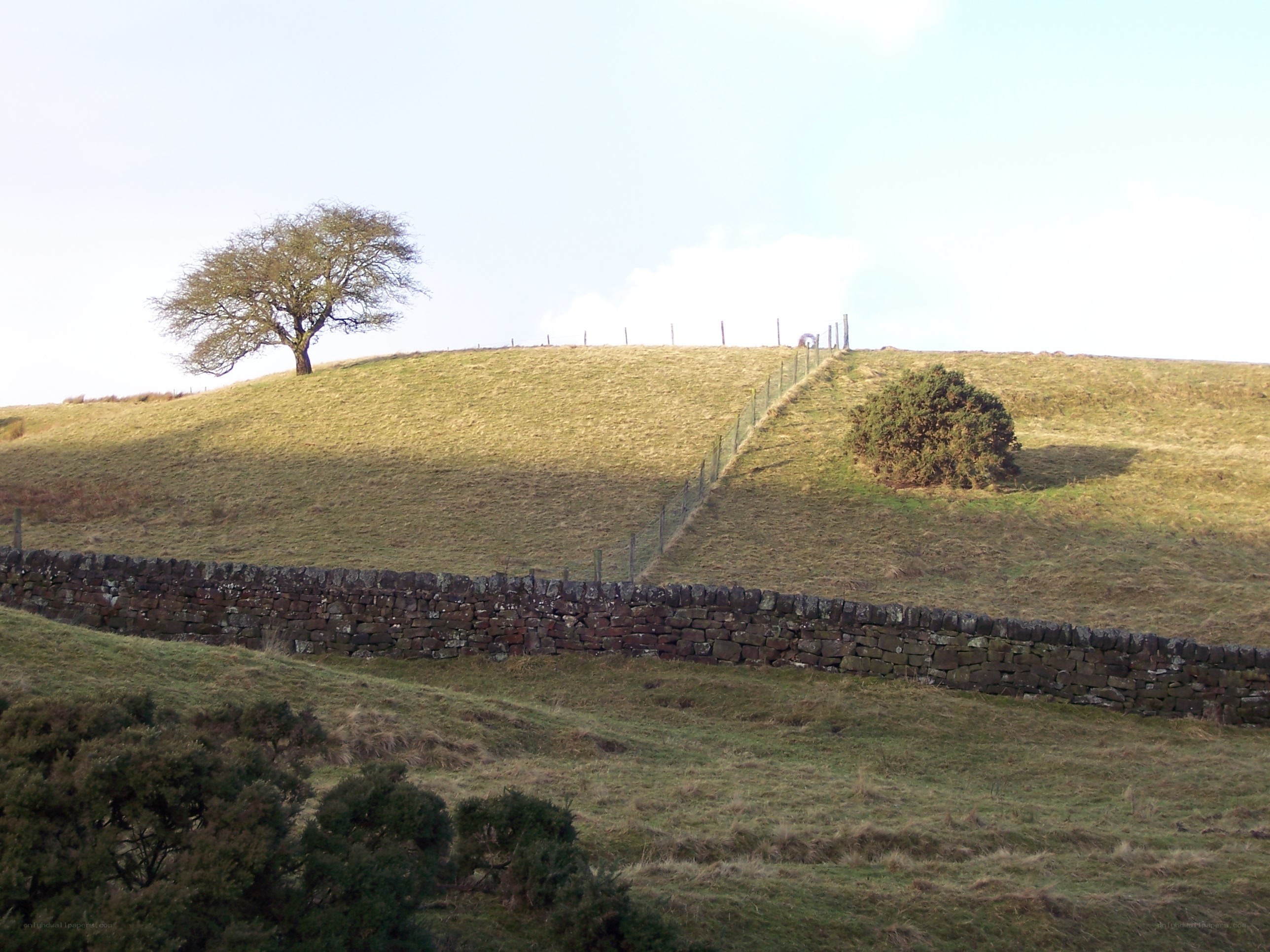 Hillside with stone wall and tree
