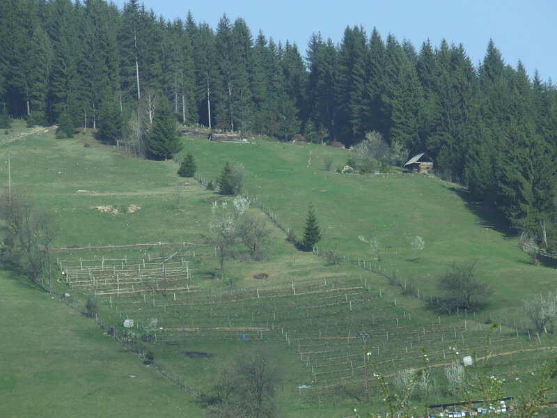 Hillside with vineyard and forest