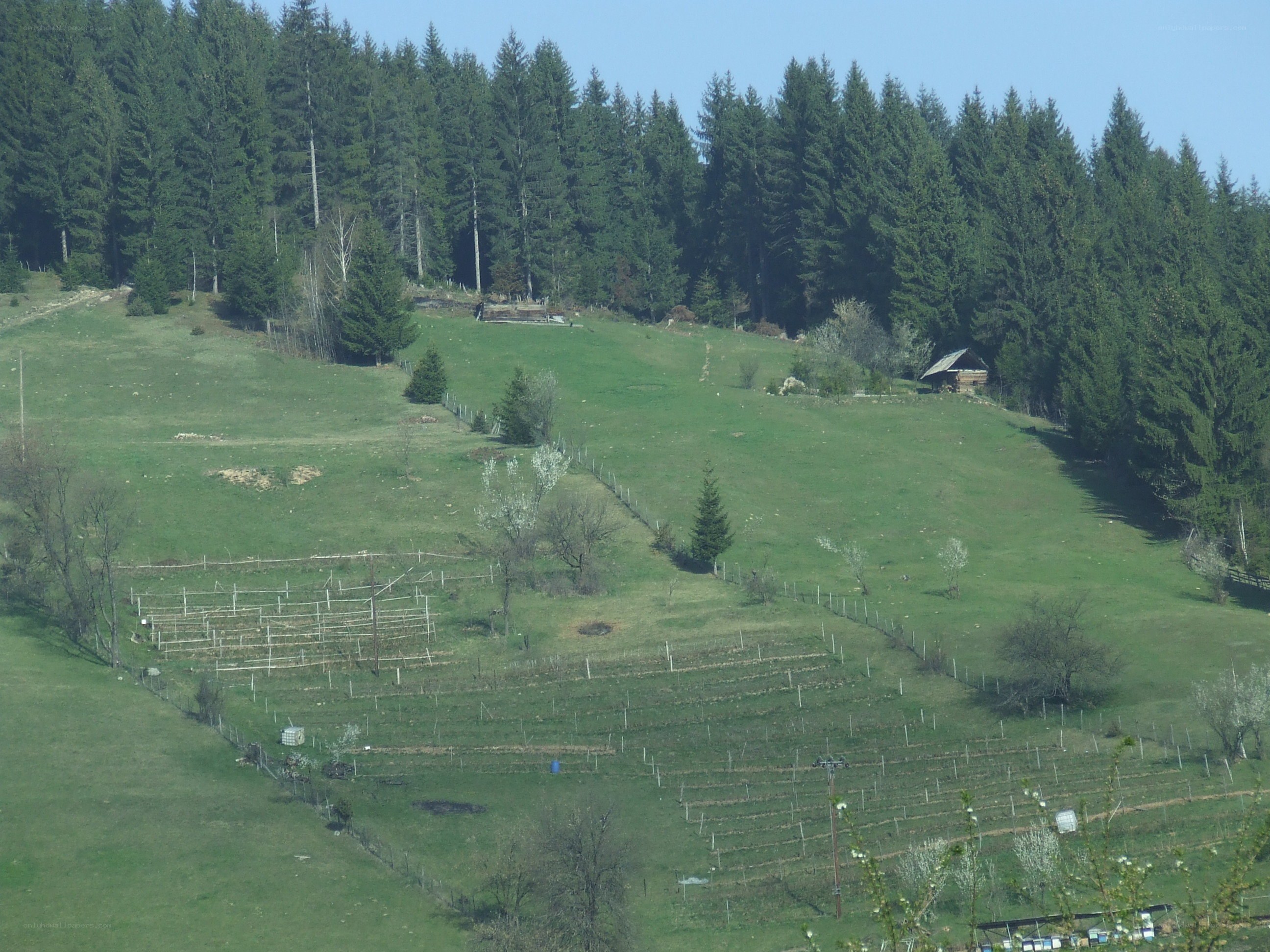 Hillside with vineyard and forest