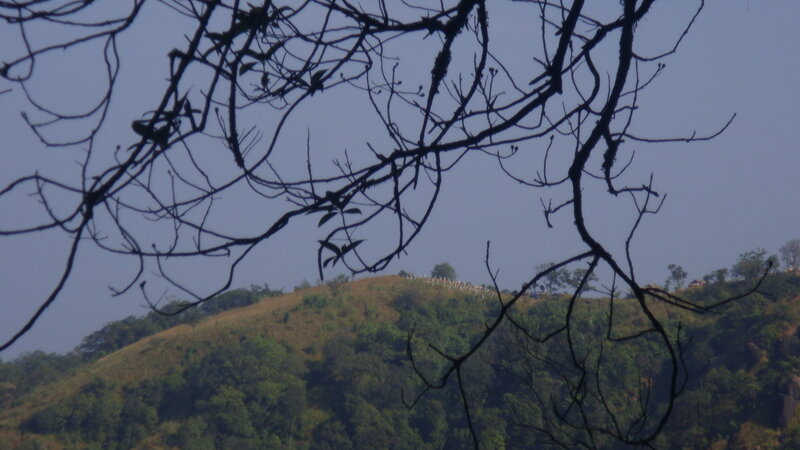 Hilltop with bare branches