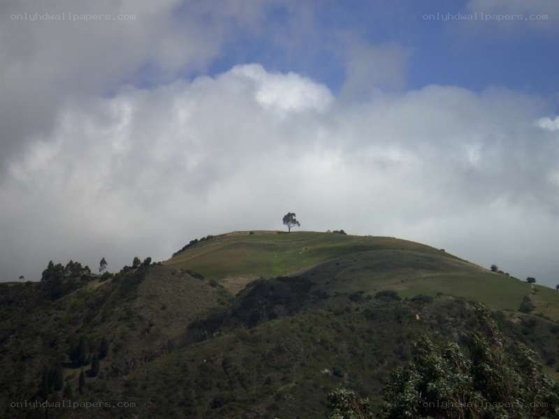 hilltop with solitary tree