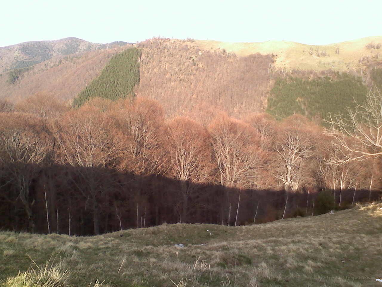 Hilly landscape with autumn trees