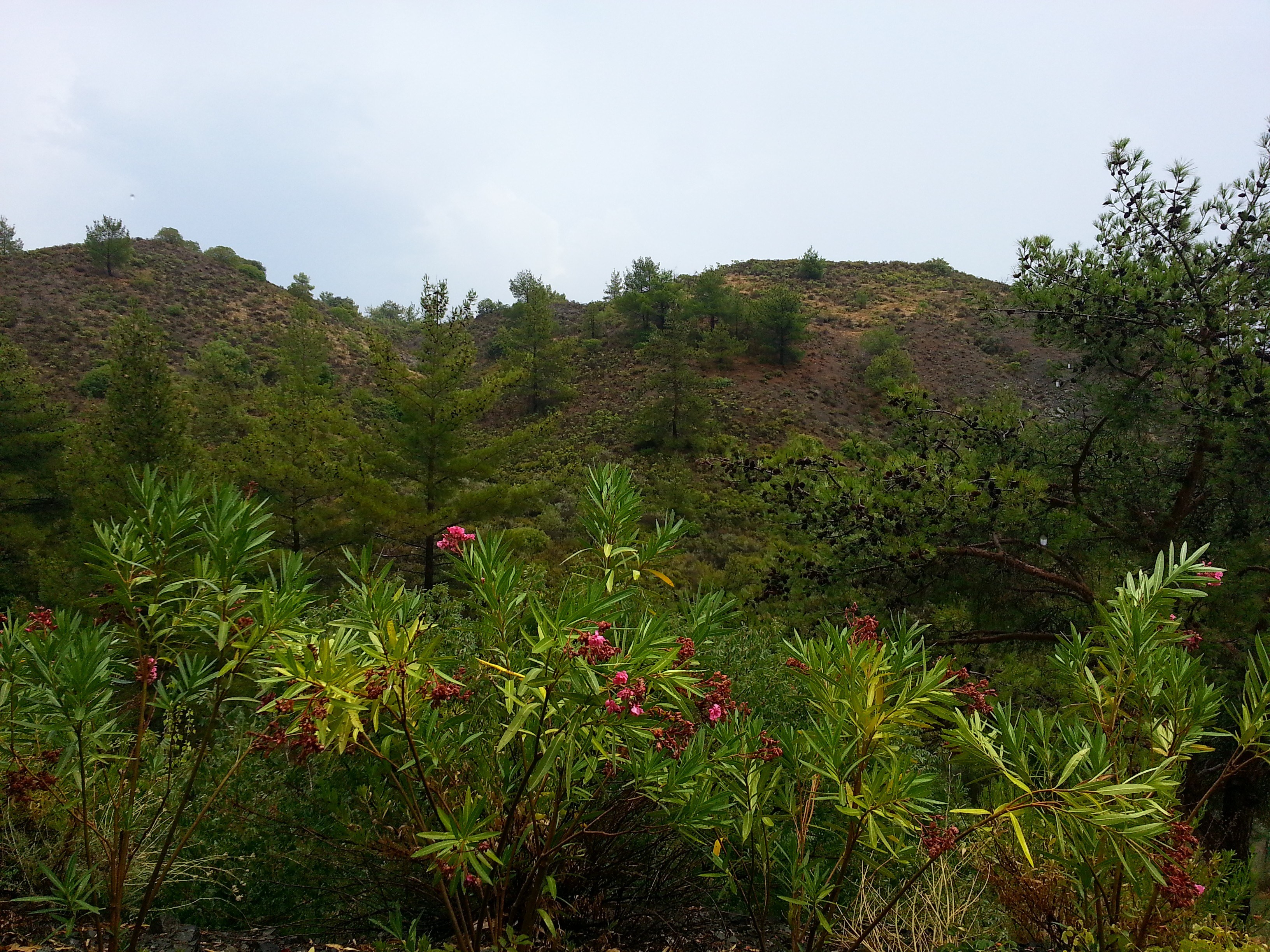 Hilly landscape with flowering shrubs