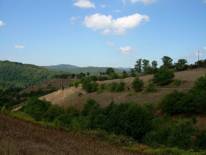 Hilly landscape with green trees