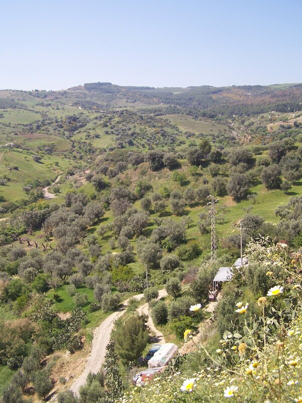 Hilly landscape with olive groves