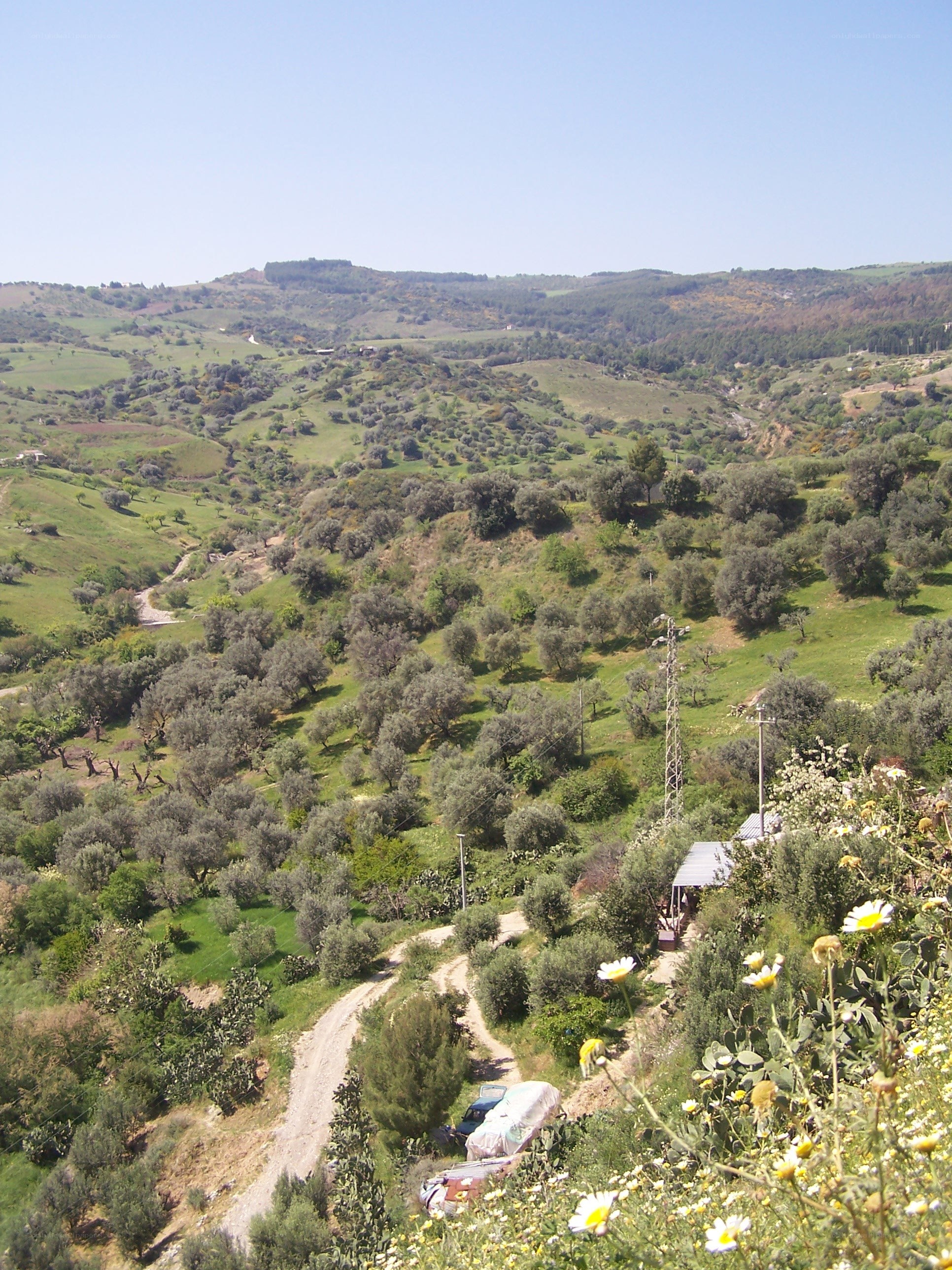 Hilly landscape with olive groves