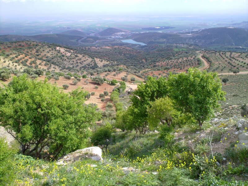 Hilly landscape with olive groves