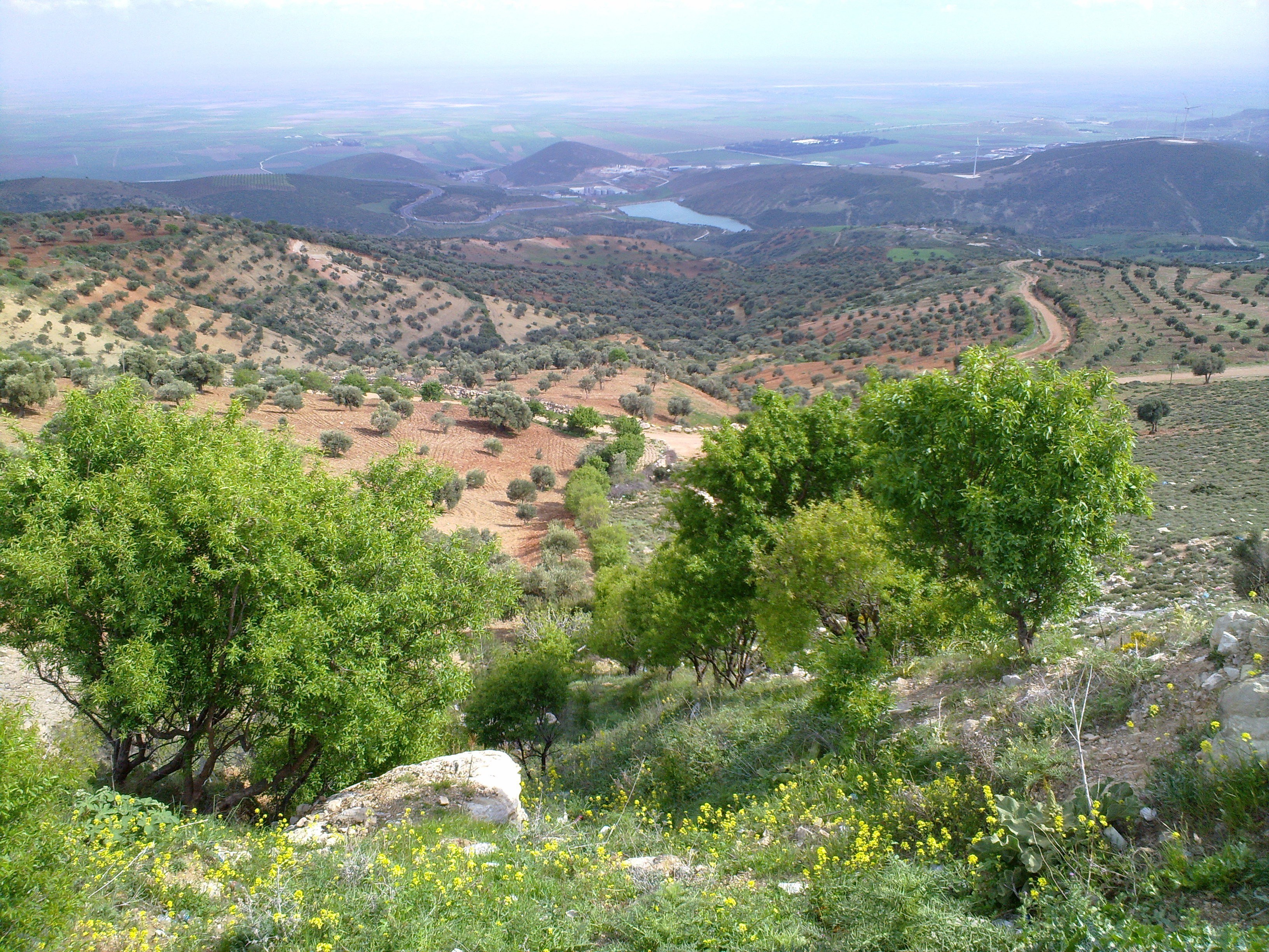 Hilly landscape with olive groves