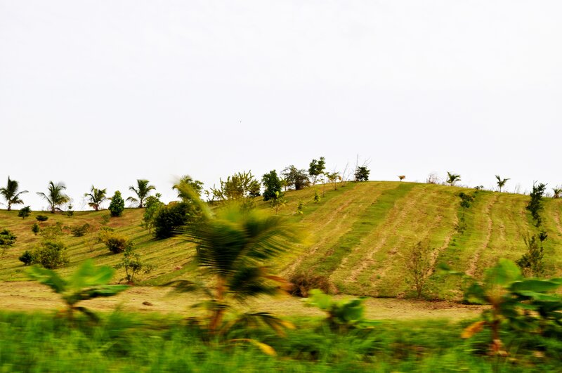 Hilly landscape with palm trees
