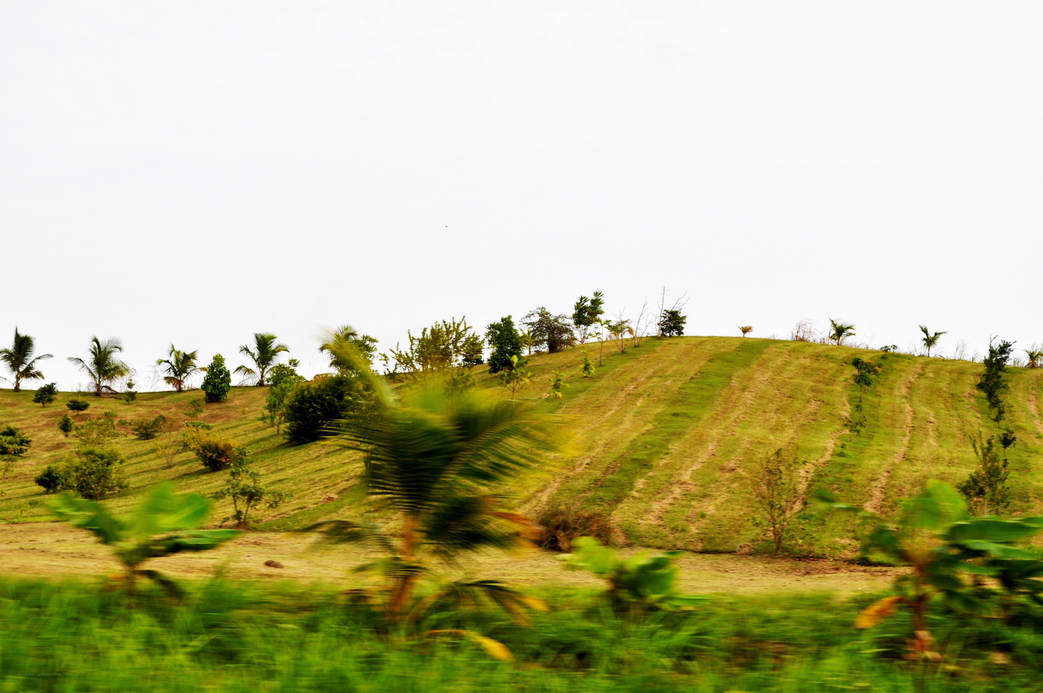 Hilly landscape with palm trees