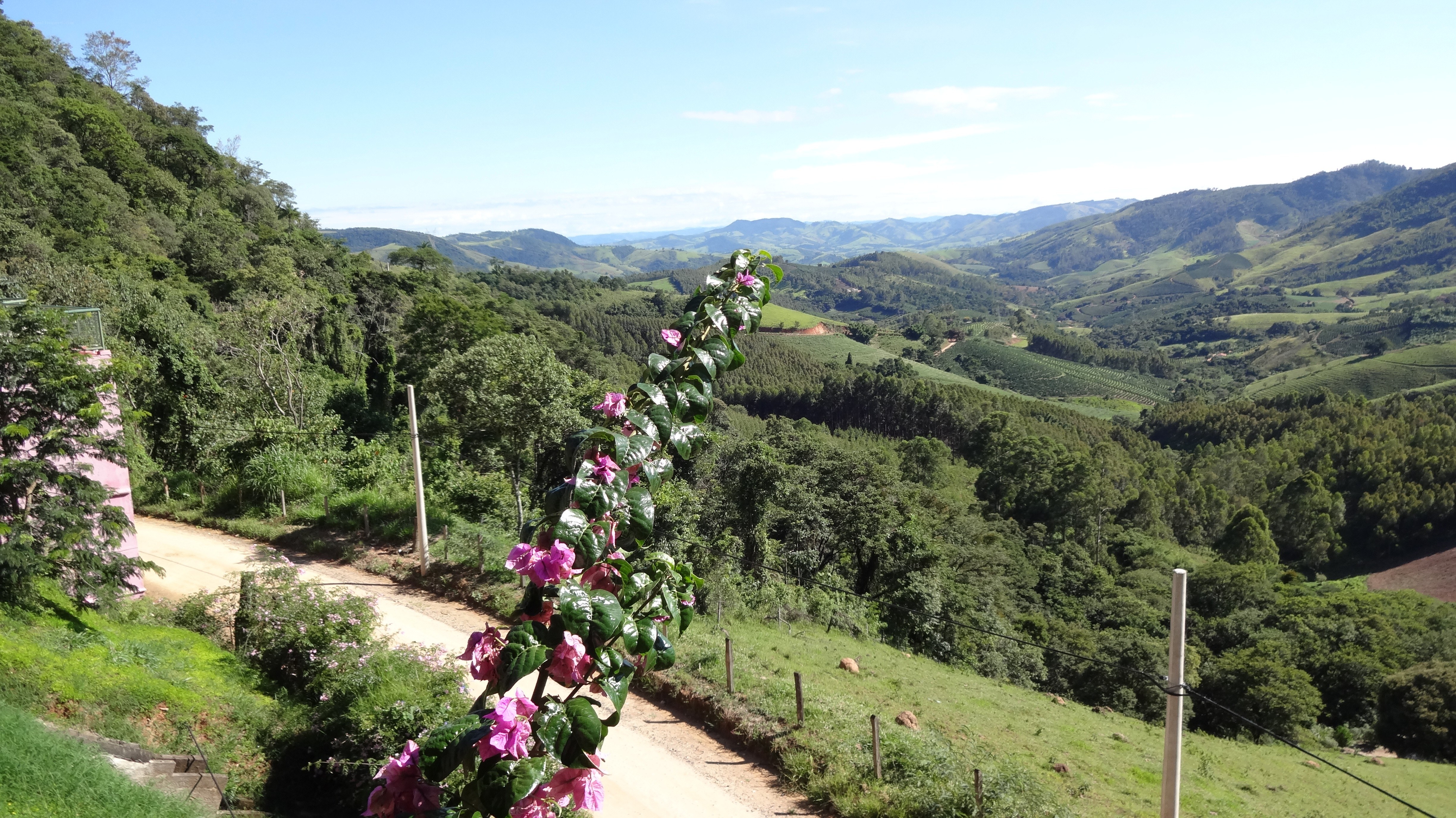 Hilly landscape with pink flowers