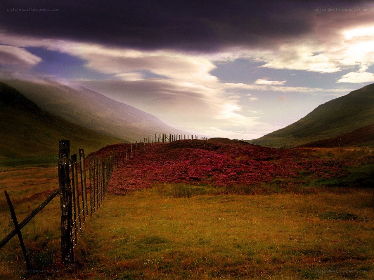 Hilly landscape with purple heather