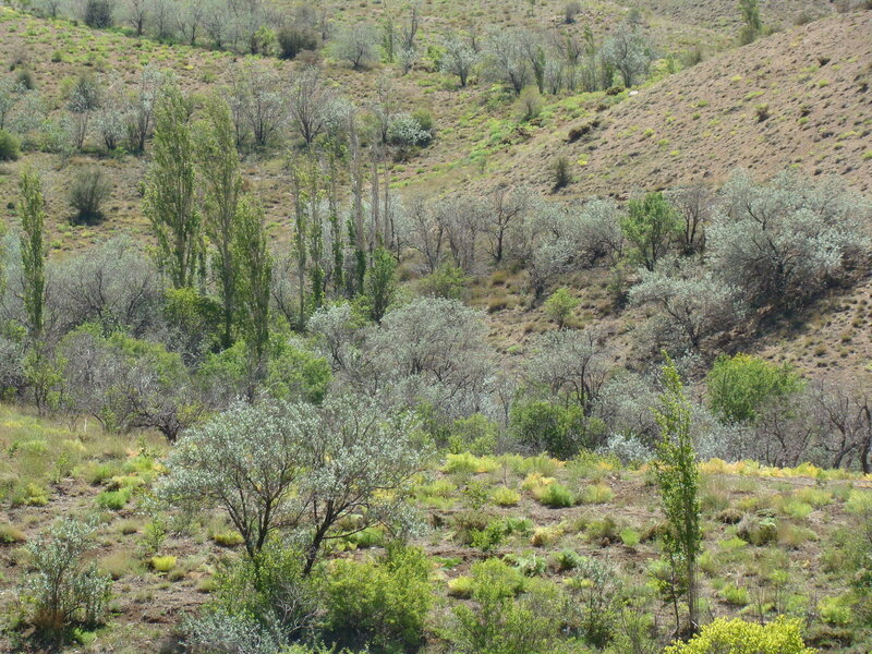 Hilly landscape with trees
