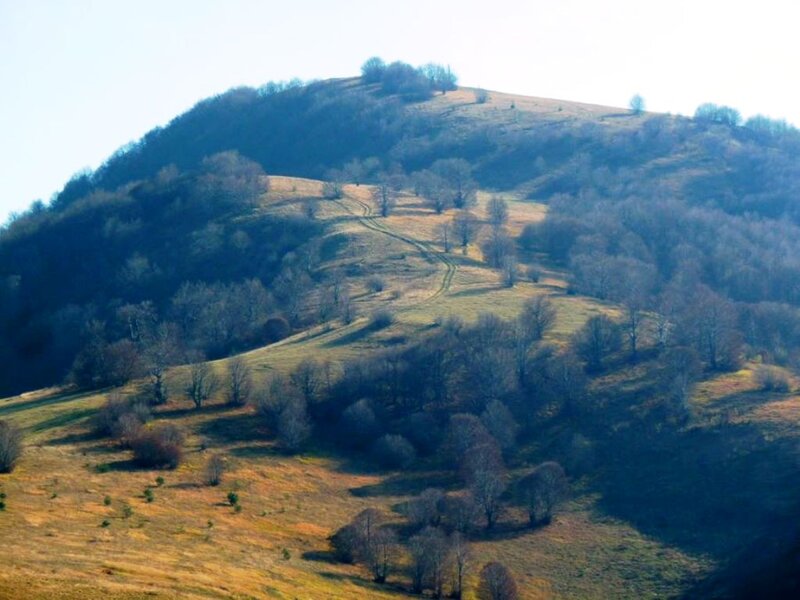 Hilly Landscape with Trees — Green, Serene