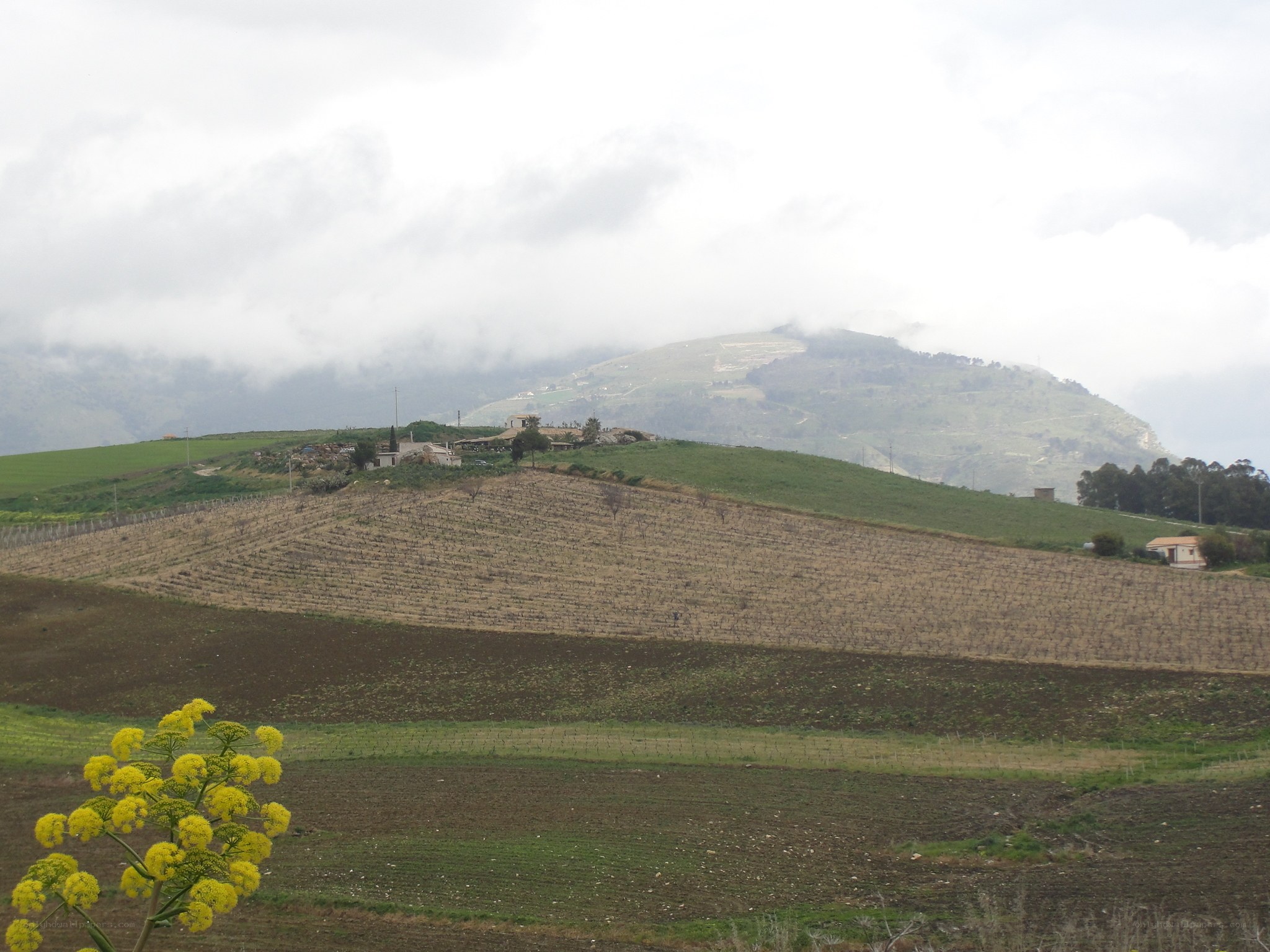 Hilly landscape with vineyards