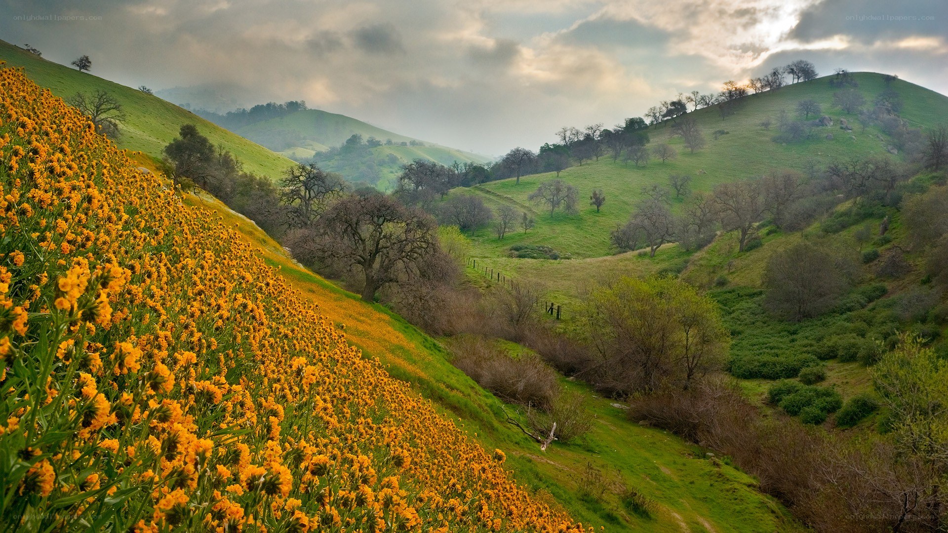 Hilly landscape with wildflowers