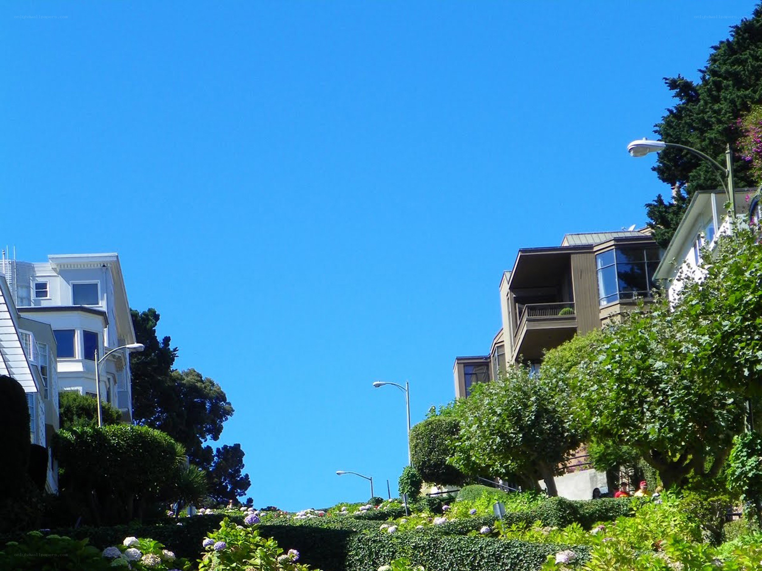 Hilly residential street with hydrangeas