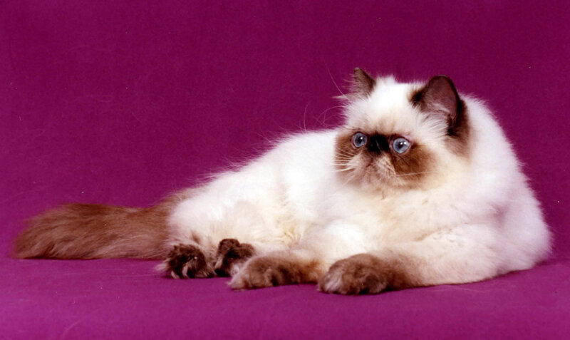 Himalayan Cat Lying