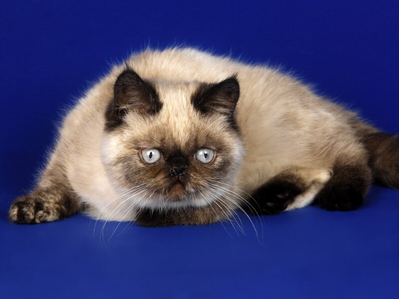 Himalayan cat on blue background