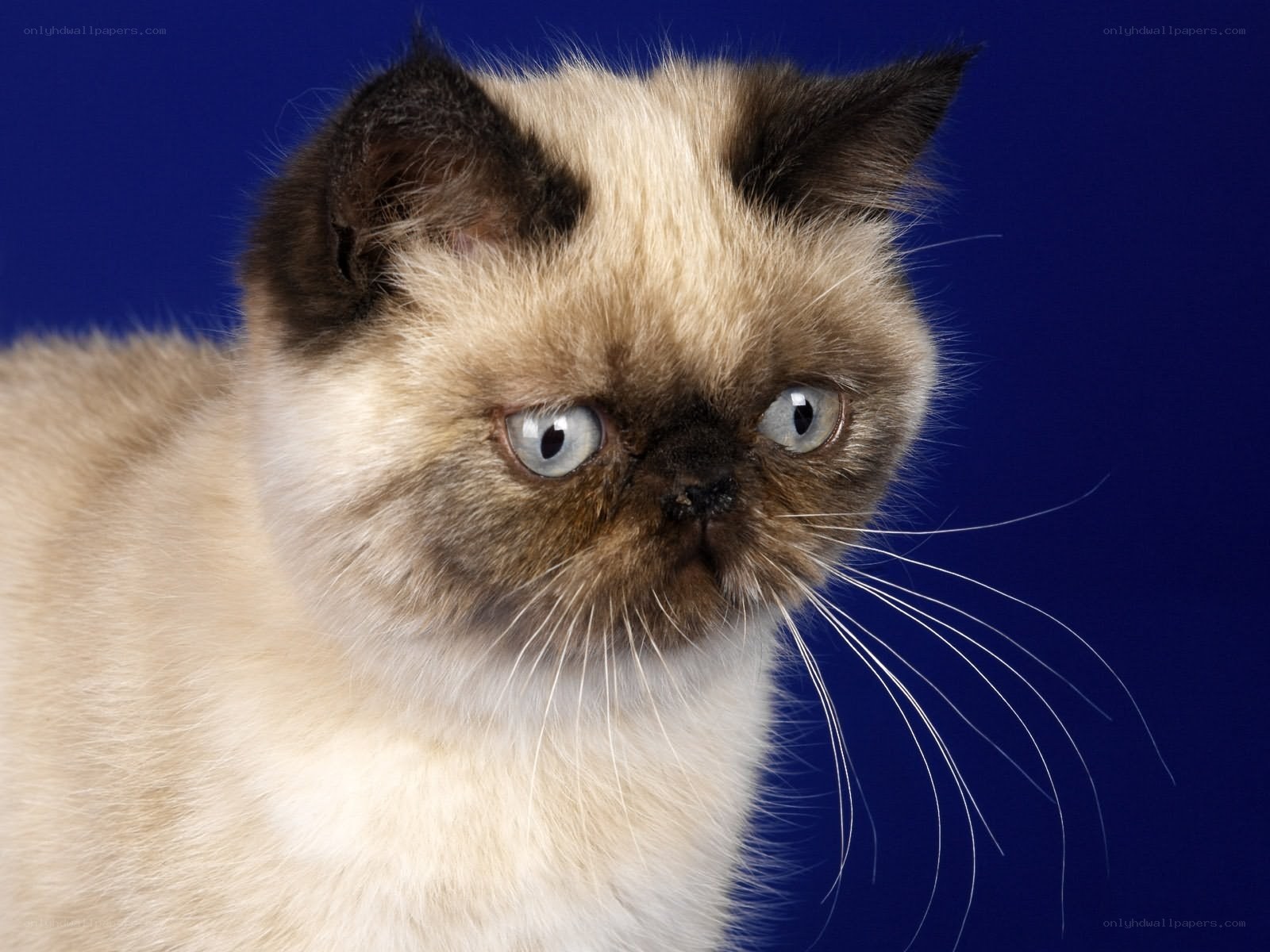 Himalayan cat with blue eyes