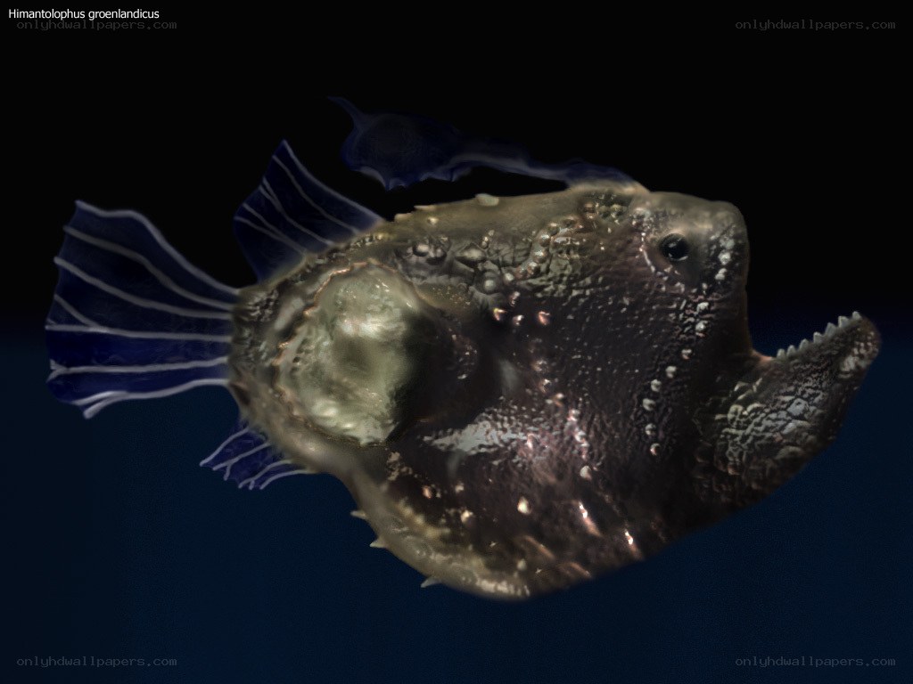 Himantolophus groenlandicus fish