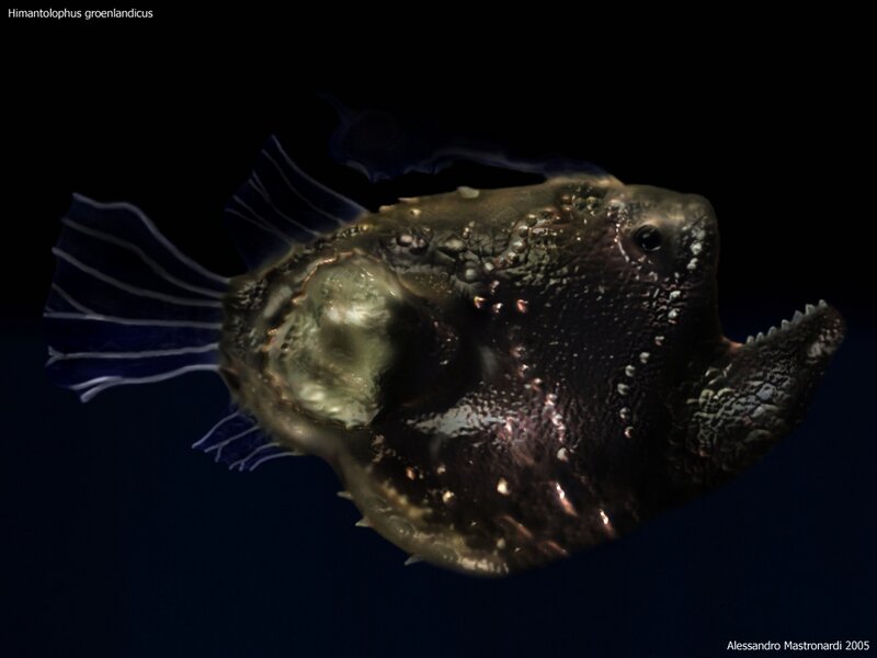 Himantolophus groenlandicus fish