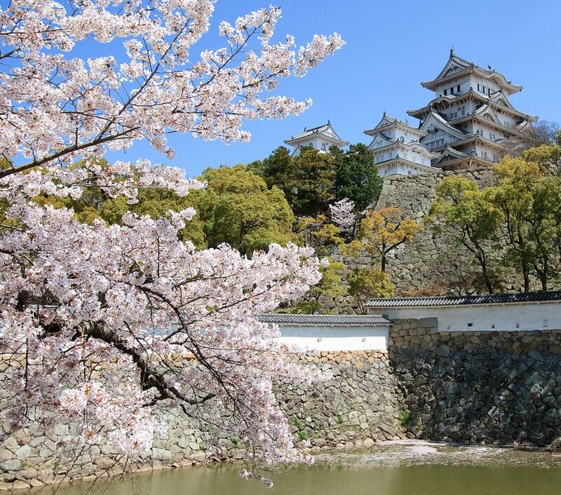Himeji Castle — White, Serene, Spring, Photograph, Cherry Blossoms