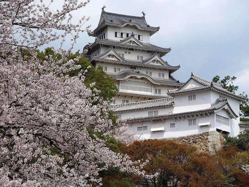 Himeji Castle with cherry blossoms