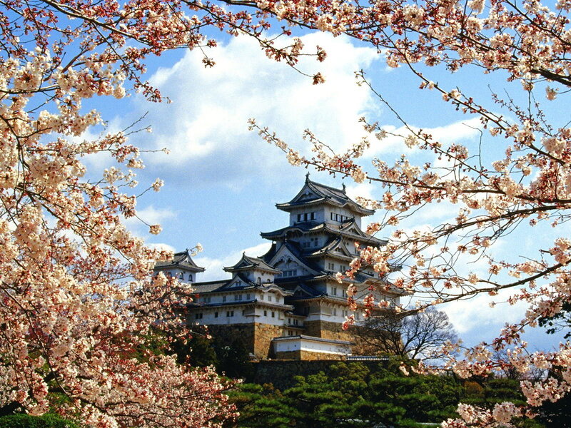 Himeji Castle with cherry blossoms
