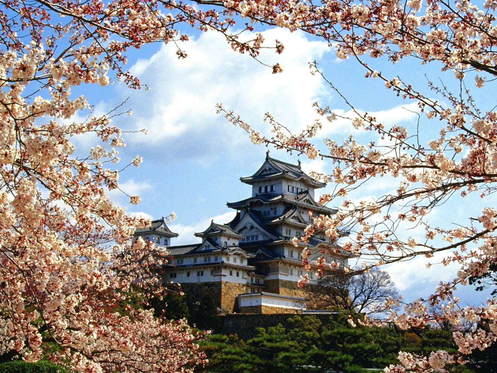 Himeji Castle with cherry blossoms