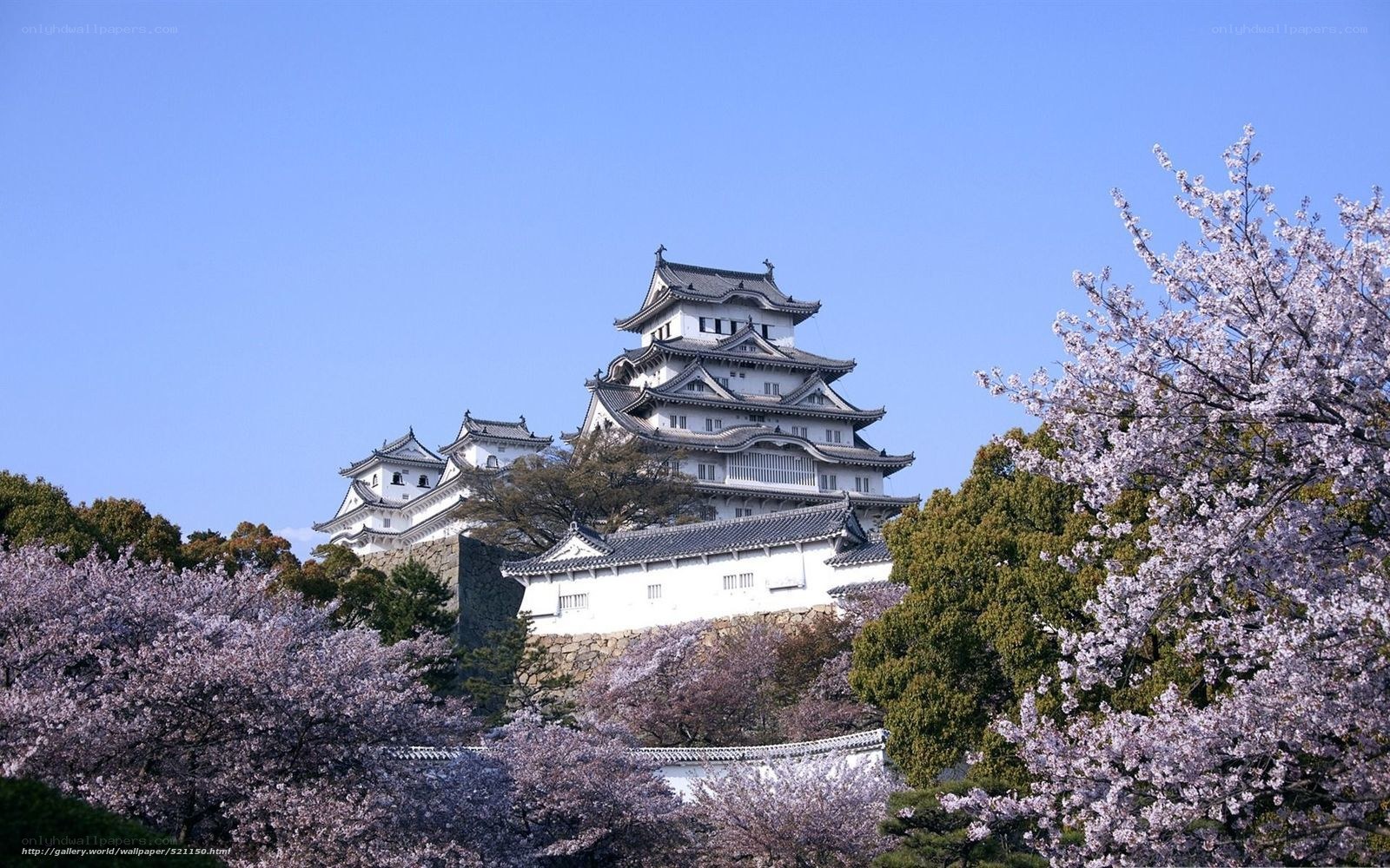 Himeji Castle with cherry blossoms