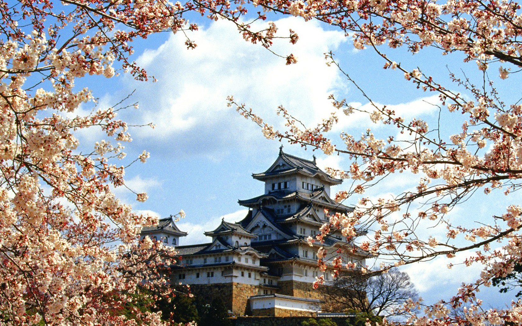 Himeji Castle with cherry blossoms
