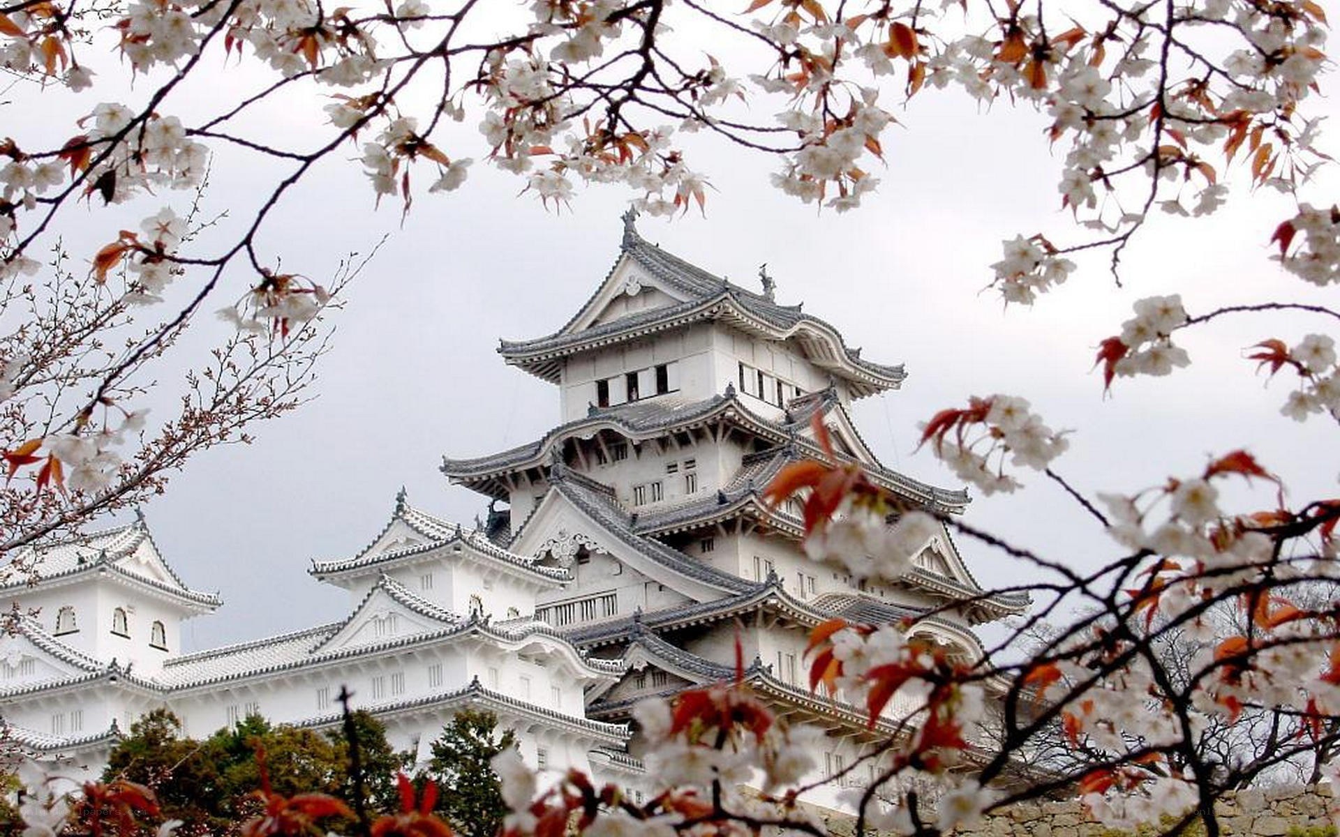 Himeji Castle with cherry blossoms
