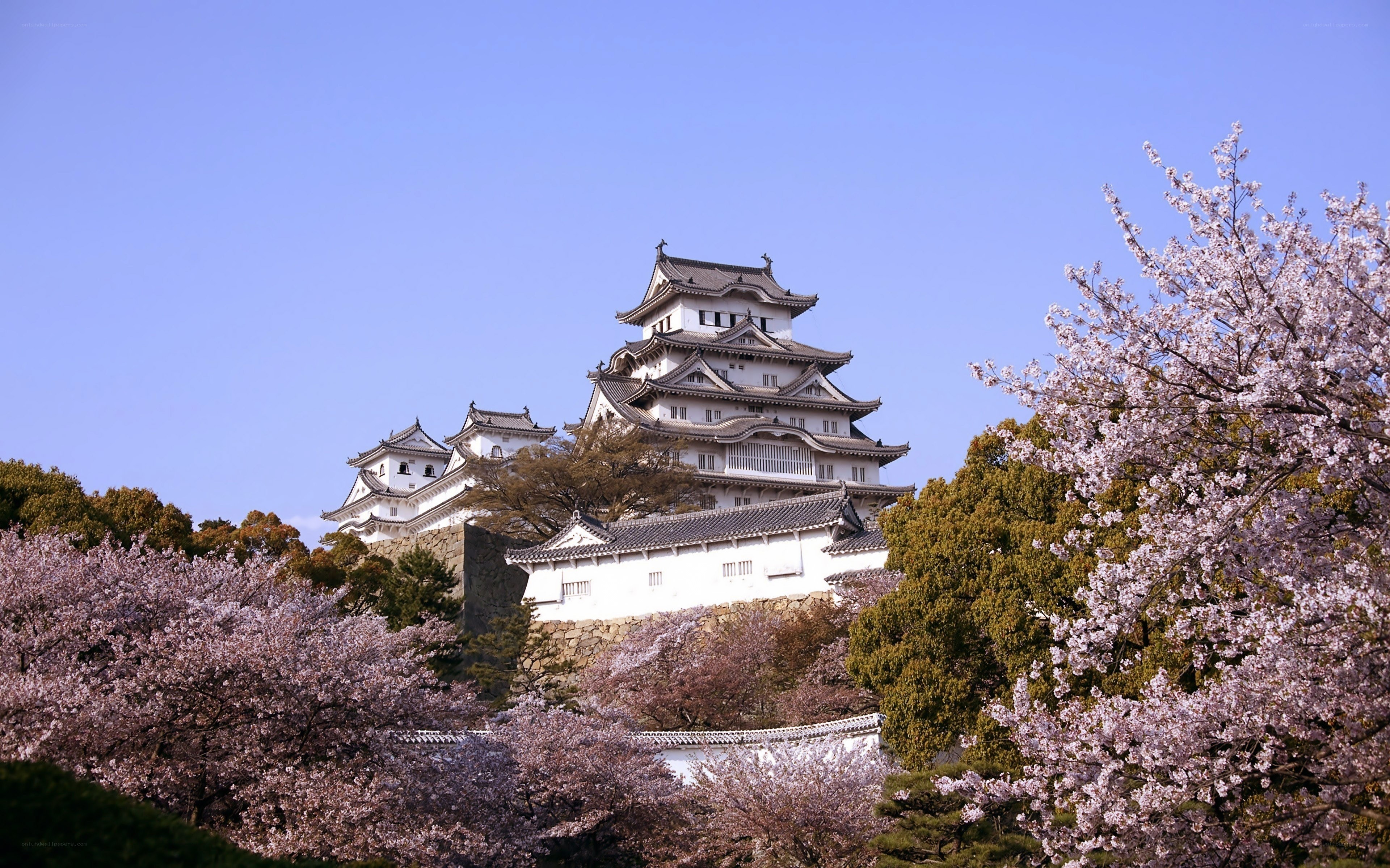 Himeji Castle with cherry blossoms