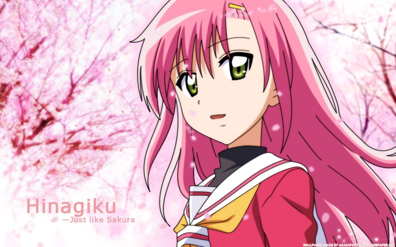 Hinagiku in cherry blossoms