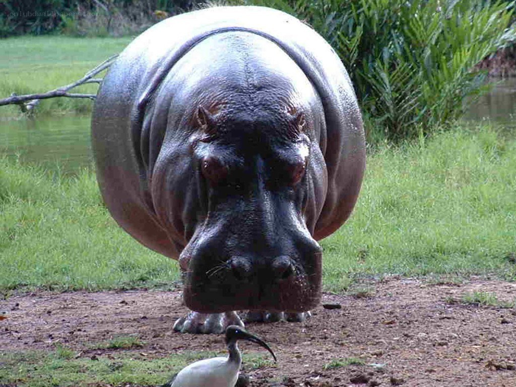 hippo and bird in grass