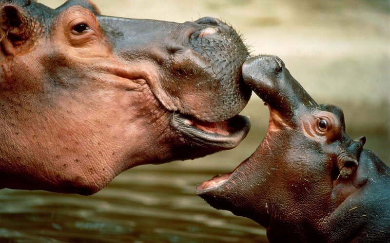 Hippo and Calf — Brown