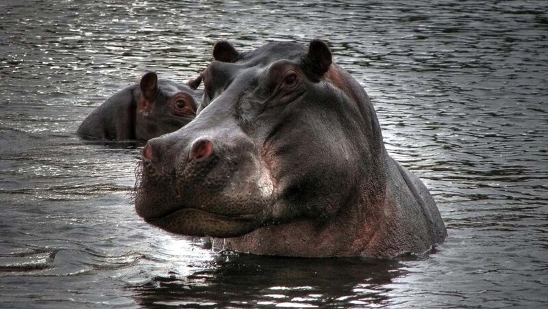 Hippo and Calf in Water
