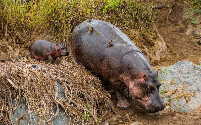 Hippo and calf on riverbank
