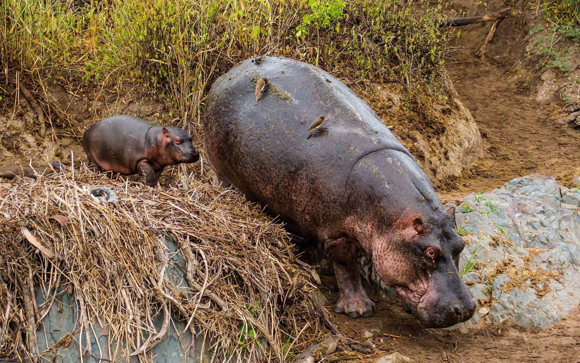 Hippo and calf on riverbank