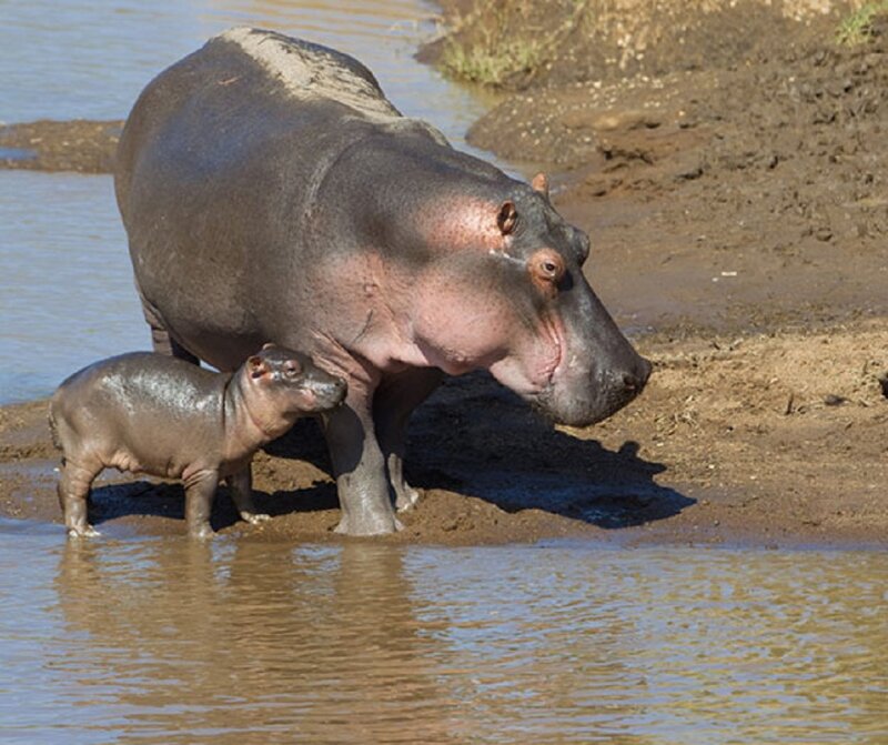 Hippo and Calf