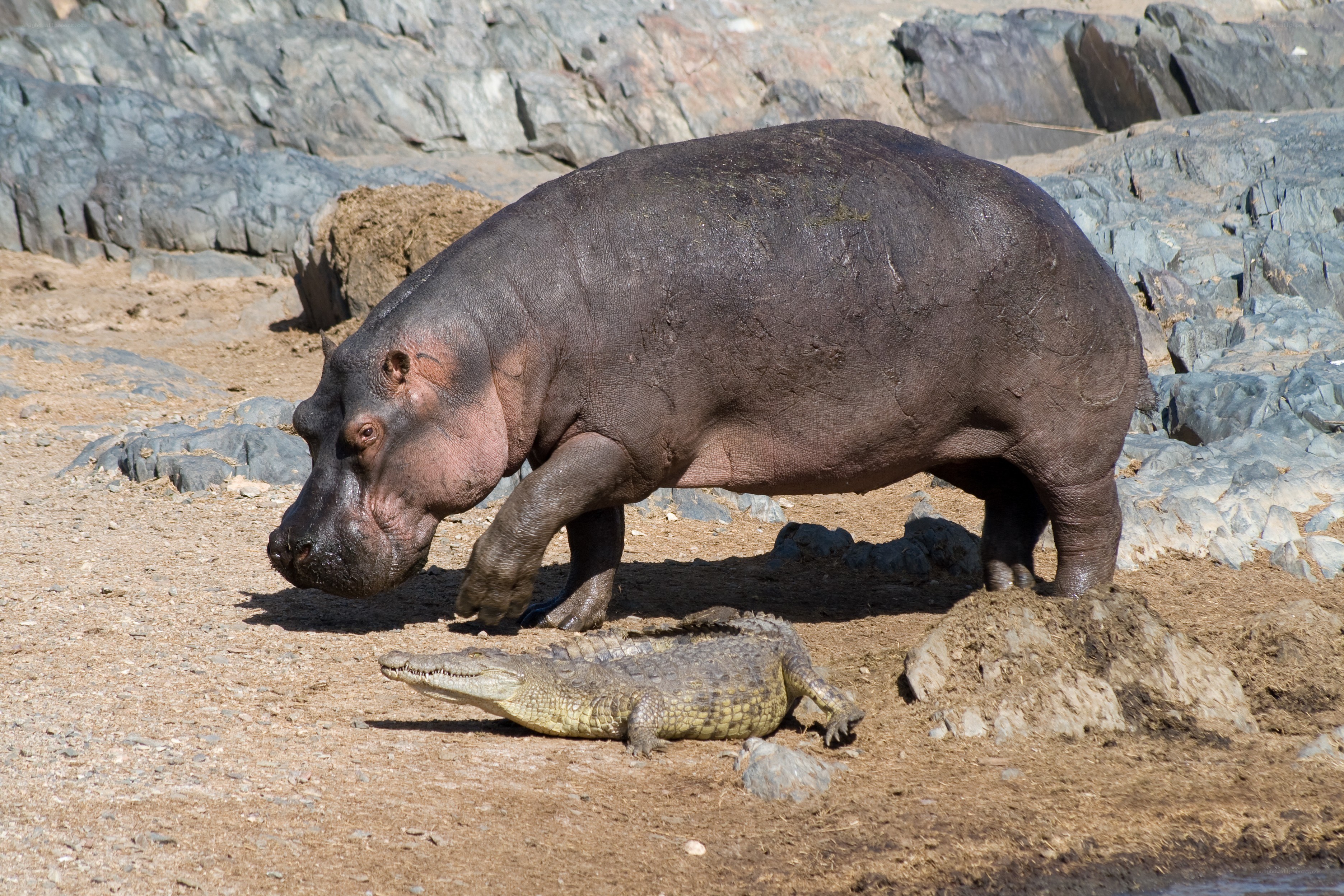Hippo and crocodile on riverbank