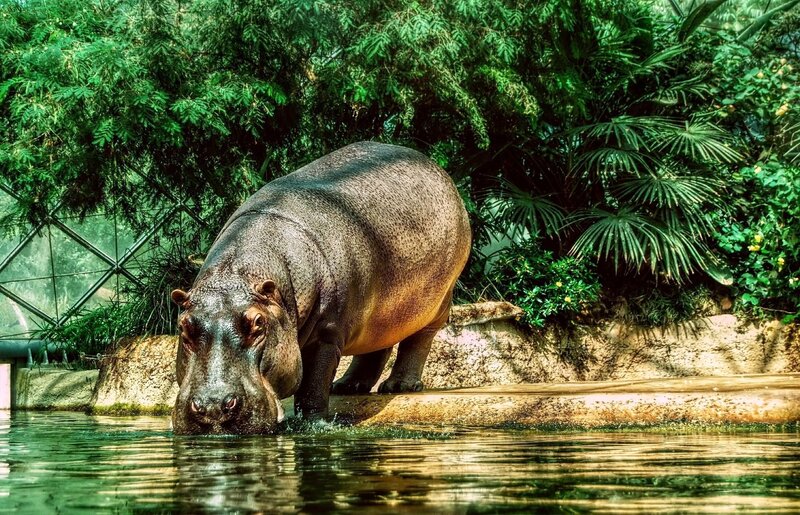 Hippo at the water's edge