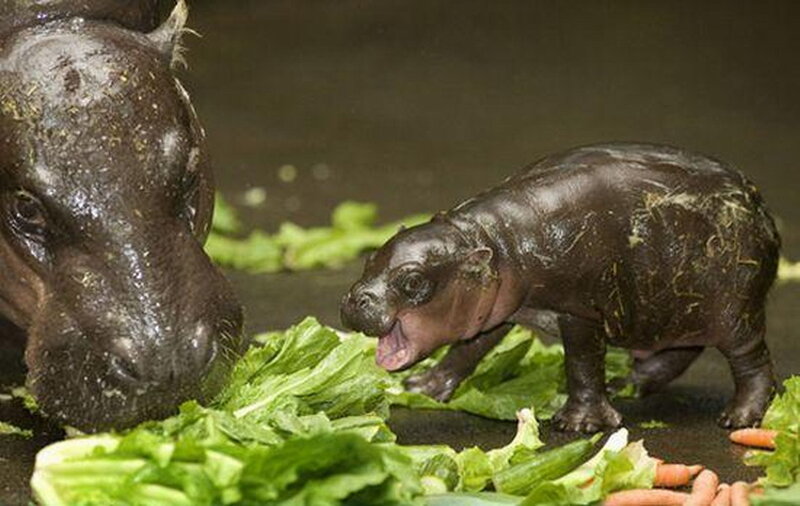 Hippo Calf and Adult