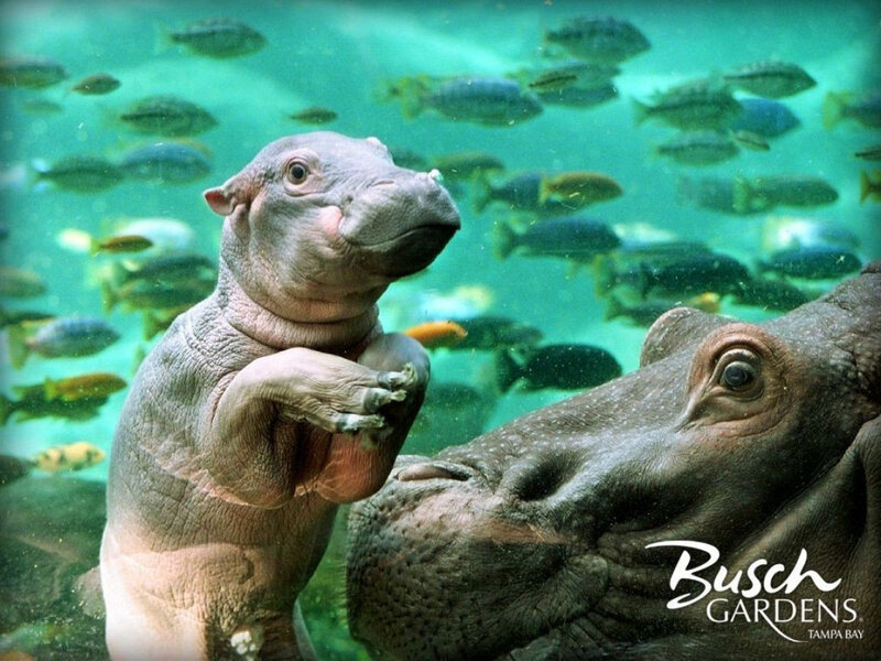Hippo Calf Underwater
