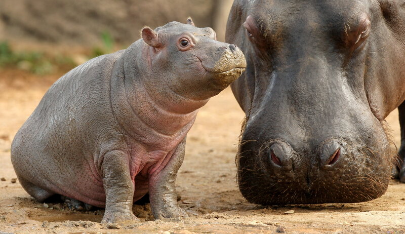 Hippo Calf with Adult