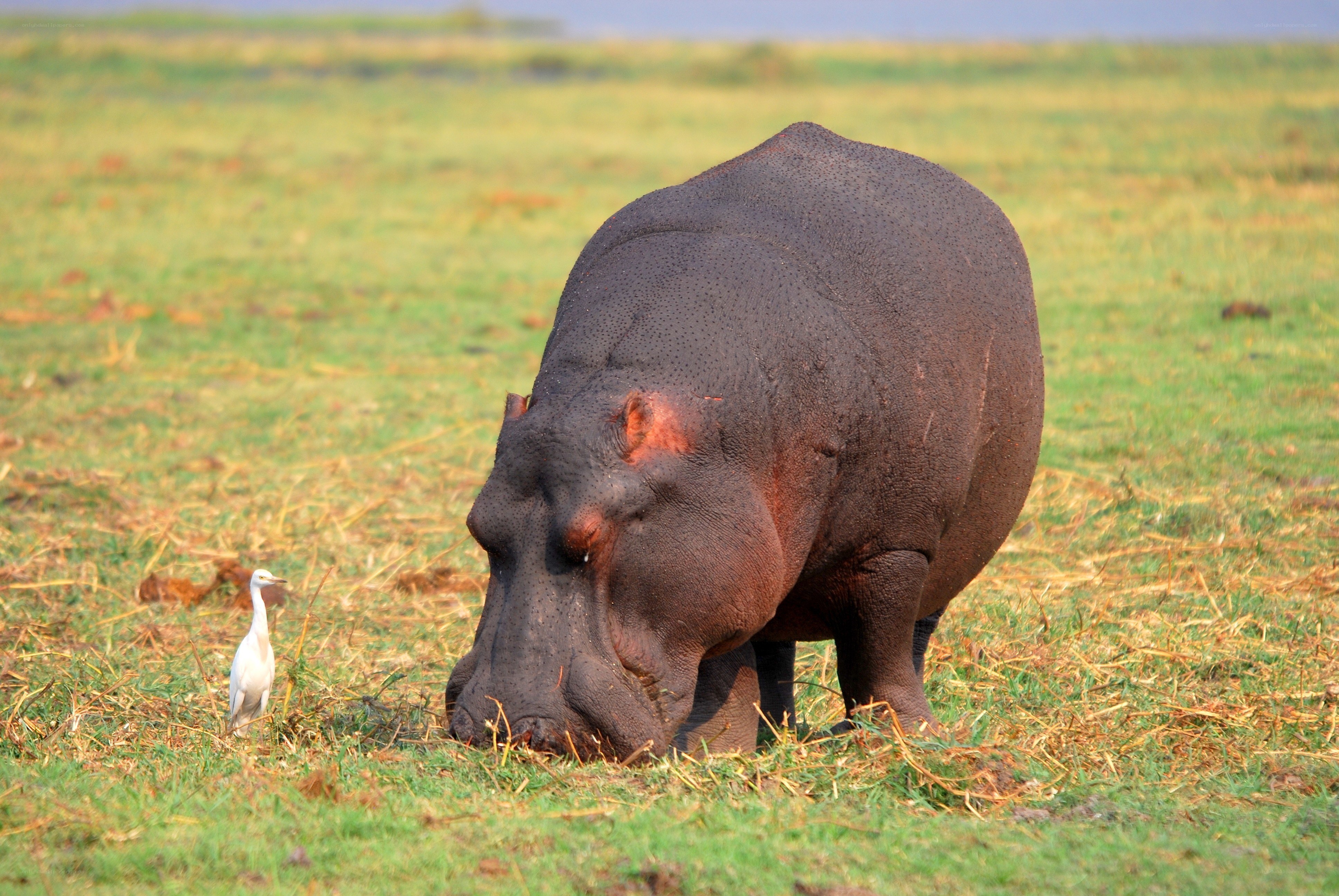 Hippo grazing with egret