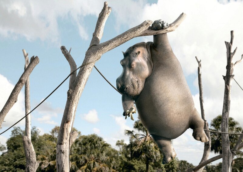 Hippo Hanging from Branch